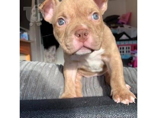 PoulaTo: Pitbull